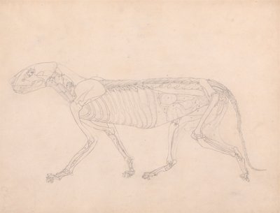 Tygří Tělo, Boční Pohled od George Stubbs