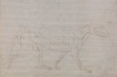 Tygří Tělo, Boční Pohled od George Stubbs