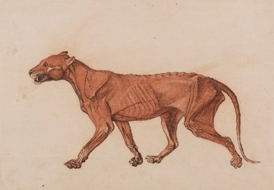 Tygří Tělo, Boční Pohled od George Stubbs