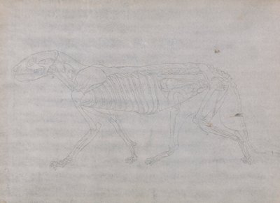 Tygří Tělo, Boční Pohled od George Stubbs