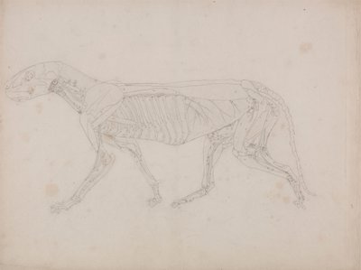 Tygří Tělo, Boční Pohled od George Stubbs