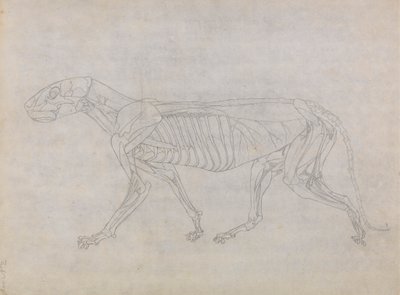Tygří Tělo, Boční Pohled od George Stubbs