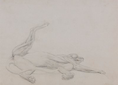 Tělo tygra, ležící, při pohledu ventrálně od George Stubbs