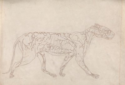 Tygr, boční pohled (nákres studie zásobování povrchovou krví, připraveno pro klíčový obrázek k tabulce IX) od George Stubbs
