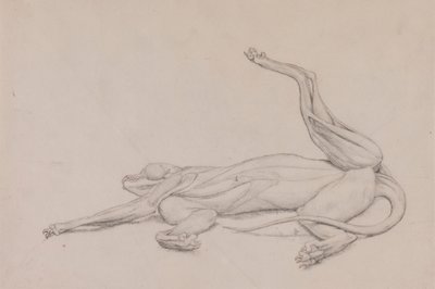 Tygr, ležící, při pohledu ventrálně od George Stubbs