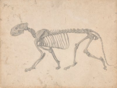 Kostra tygra, boční pohled (Dokončená studie pro tabulku IV) od George Stubbs