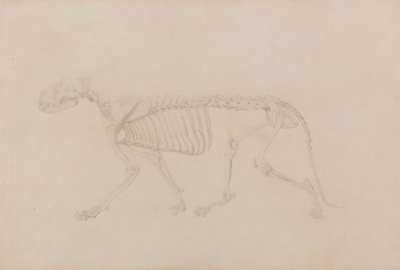 Kostra tygra, boční pohled (vysoce dokončená studie pro tabulku IV) od George Stubbs