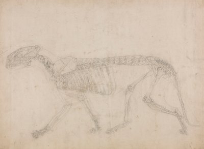 Tiger Skeleton, Lateral View (pravděpodobně hlavní studie kostry) od George Stubbs