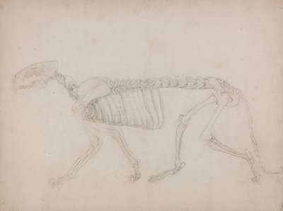 Kostra tygra, Boční Pohled od George Stubbs
