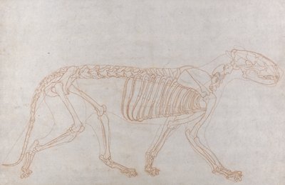 Kostra tygra, Boční Pohled od George Stubbs