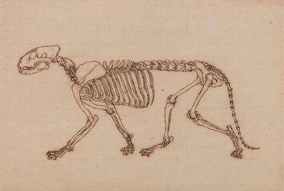Kostra tygra, Boční Pohled od George Stubbs