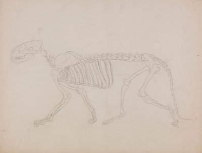 Kostra tygra, Boční Pohled od George Stubbs