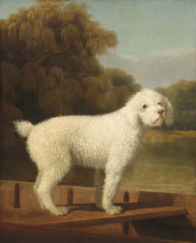 Bílý pudl v pramici od George Stubbs