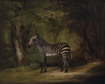 Zebra od George Stubbs