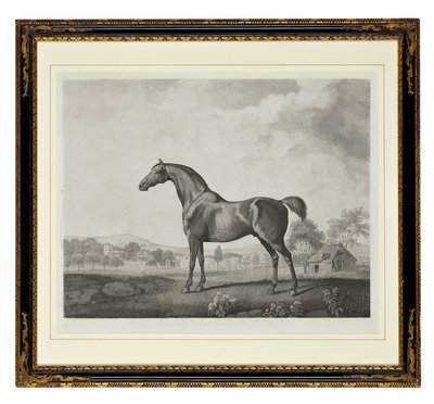 Sweetwilliam (tehovaná rytina) od George Townley Stubbs
