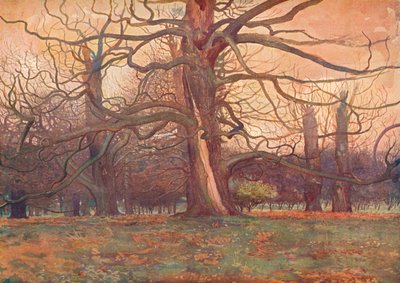 "Studie dubu", c1878 1903-1904 od George Wilson