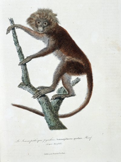 Natural History Tale: Zoologická deska zobrazující Semnopitheque pyrrhus; Semnopithecus pyrrhus (z Horsfield) - v „“ Completely Works of Buffon“ od přírodovědce Georgese Louise Leclerca, hraběte z Buffonu (1707 - 1788). Rytina z roku 1837. od Georges Louis Leclerc