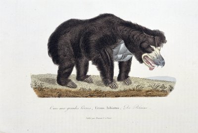 Přírodovědná deska: Zoologická deska zobrazující medvěda s velkými rty, Ursus labiatus, De Blaini - v „“Completes of Buffon”” od přírodovědce Georgese Louise Leclerca, hraběte z Buffonu (1707 - 1788). Rytina z roku 1837. od Georges Louis Leclerc