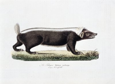 Přírodovědná deska: Zoologická tabule zobrazující Le Telagon, Mydaus meliceps d