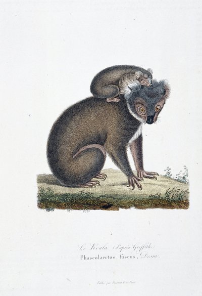 Natural History Tale: Zoologická tabule představující koalu (po Griffithovi), Phascolarctos Fuscus - v „“Completes of Buffon”” od přírodovědce Georgese Louise Leclerca, hraběte z Buffonu (1707 - 1788). Rytina z roku 1837. od Georges Louis Leclerc