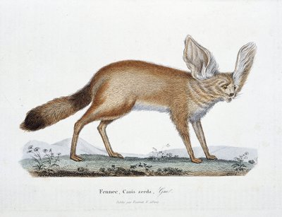 Přírodovědná deska: Zoologická tabule představující Le Fennec, Canis zerda - v „“Completes of Buffon”” od přírodovědce Georgese Louise Leclerca, hraběte z Buffonu (1707 - 1788). Rytina z roku 1837. od Georges Louis Leclerc