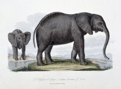 Natural History Tale: Zoologická tabule představující slona afrického; Elephas Africanus – v „“Dokončení Buffonu”” od přírodovědce Georgese Louise Leclerca, hraběte z Buffonu (1707 - 1788). Rytina z roku 1837. od Georges Louis Leclerc