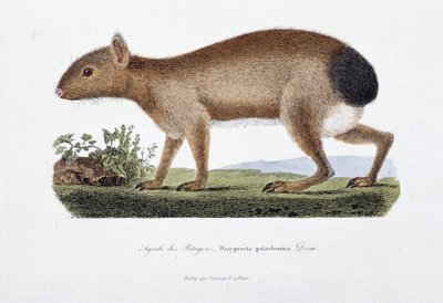 Přírodovědná deska: Zoologická tabule představující Agouti des Patagons, Dasyprocta patachonica – v „“Úplně Buffonových dílech”” od přírodovědce Georgese Louise Leclerca, hraběte z Buffonu (1707-1788). Rytina z roku 1837. od Georges Louis Leclerc