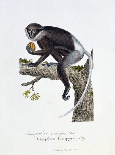 Přírodovědná deska: Zoologická tabule představující White Rump Semnopitheque, Semnopithecus Leucoprymnus, Otto - v „“Completes of Buffon”” od přírodovědce Georgese Louise Leclerca, hraběte z Buffonu (1707 - 1788). Rytina z roku 1837. od Georges Louis Leclerc