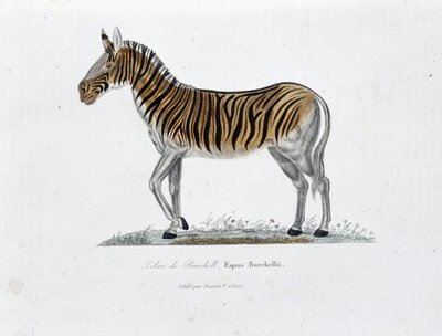 Přírodovědná deska: Zoologická tabule představující zebry z Burchell, Equus Burchellii - v „“ Completely Works of Buffon”” od přírodovědce Georgese Louise Leclerca, hraběte z Buffonu (1707 - 1788). Rytina z roku 1837. od Georges Louis Leclerc