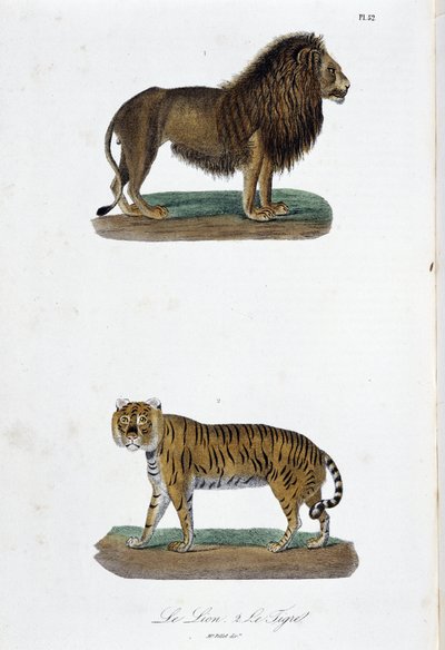 Přírodovědná deska: Zoologická tabule představující lva a tygra - v „“Completes of Buffon”” od přírodovědce Georgese Louise Leclerca, hraběte z Buffonu (1707 - 1788). Rytina z roku 1837. od Georges Louis Leclerc