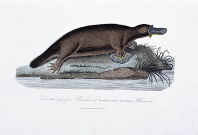 Přírodovědná deska: Zoologická tabule představující ornithoryncový paradox (Ornithorhynchus Paradoxux), Blumenb - v „Dílech Buffonových“ od přírodovědce Georgese Louise Leclerca, hraběte z Buffonu (1707 - 1788). Rytina z roku 1837. od Georges Louis Leclerc