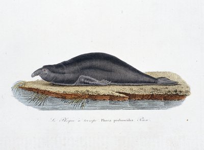 Přírodovědná deska: Zoologická tabule představující tuleně trompe, Phoca proboscidea, Peron - v „“ Completely Works of Buffon”” od přírodovědce Georgese Louise Leclerca, hraběte z Buffonu (1707 – 1788). Rytina z roku 1837. od Georges Louis Leclerc