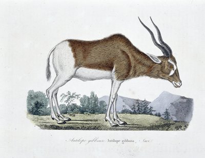 Přírodovědná deska: Zoologická mapa zobrazující antilopu Gibbous, antilopu Gibbosu, Saviho - v „“ Completely Works of Buffon”” od přírodovědce Georgese Louise Leclerca, hraběte z Buffonu (1707 - 1788). Rytina z roku 1837. od Georges Louis Leclerc
