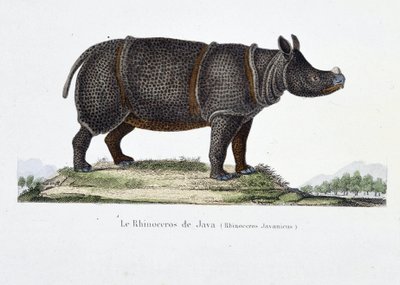 Přírodovědná deska: Zoologická mapa představující nosorožce z Jávy (Rhinoceros Javanicus) - v „“ Completely Works of Buffon”” od přírodovědce Georgese Louise Leclerca, hraběte z Buffonu (1707 - 1788). Rytina z roku 1837. od Georges Louis Leclerc