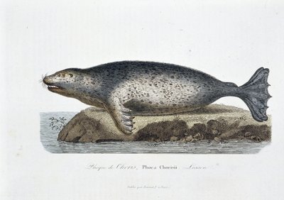 Přírodovědná tabule: Zoologická tabule zobrazující pečeť Chorise, Phoca Chorisii, Lekce - v „Dílech Buffona““ od přírodovědce Georgese Louise Leclerca, hraběte z Buffonu (1707 - 1788). Rytina z roku 1837. od Georges Louis Leclerc
