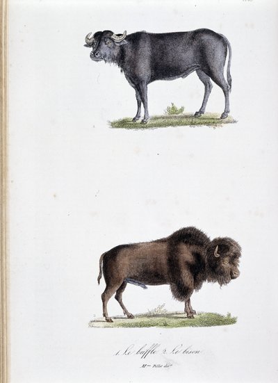 Přírodovědná tabule: Zoologická tabule představující 1. Buvola a dva. Le bison - v „“Dokončení Buffonových děl”” od přírodovědce Georgese Louise Leclerca, hraběte z Buffonu (1707 - 1788). Rytina z roku 1837. od Georges Louis Leclerc