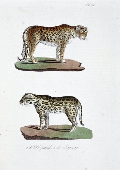 Přírodovědná tabule: Zoologická tabule představující 1. Leoparda a 2. Le Jaguara - v „“Úplném díle Buffona”” od přírodovědce Georgese Louise Leclerca, hraběte z Buffonu (1707 - 1788). Rytina z roku 1837. od Georges Louis Leclerc