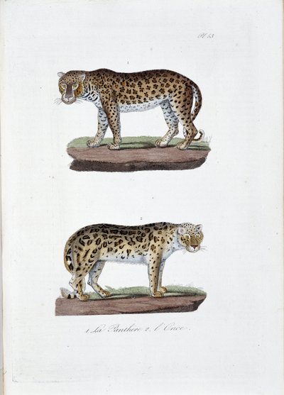Přírodovědná tabule: Zoologická tabule představující 1. The Panghere a 2. L