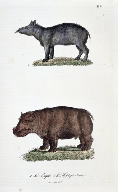 Přírodovědná tabule: Zoologická tabule představující 1. Tapíra a 2. Hrocha - v „“Úplném díle Buffona”” od přírodovědce Georgese Louise Leclerca, hraběte z Buffonu (1707 - 1788). Rytina z roku 1837. od Georges Louis Leclerc