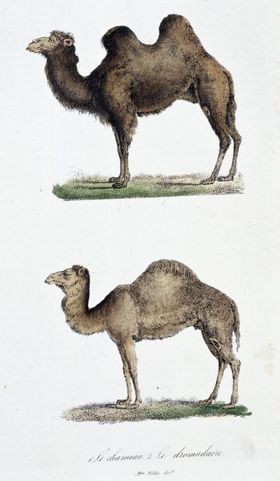 Přírodovědná tabule: Zoologická tabule představující 1. Velblouda a dva. Le dromedaire - v „“Dokončení Buffonových děl”” od přírodovědce Georgese Louise Leclerca, hraběte z Buffonu (1707 - 1788). Rytina z roku 1837. od Georges Louis Leclerc