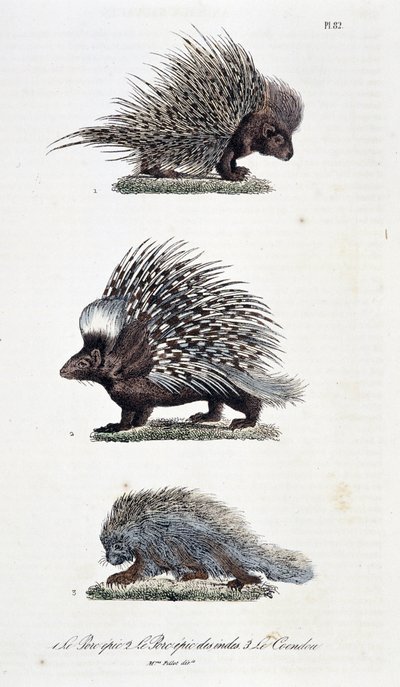 Přírodovědná tabule: Zoologická tabule představující 1. Epické vepřové maso, 2. Epické vepřové maso z Indie a 3. Le Coendou – v „“ Complete Works of Buffon”” od přírodovědce Georgese Louise Leclerca, hraběte z Buffonu (1707 - 1788). Rytina z roku 1837. od Georges Louis Leclerc