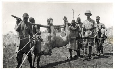Lev v Bahr el Ghazal, Am Dafok, 1925 (želatinový stříbrný tisk) od Georges Marie Haardt