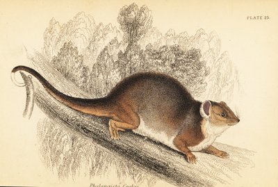 Vidím kroužkovce obecného, ​​Pseudocheirus peregrinus. , 1841 (rytina) od Georges Robert Waterhouse