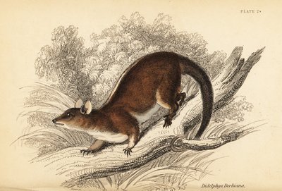 Derbyho srstnatý vačice, Caluromys derbianus. ,1841 (rytina) od Georges Robert Waterhouse