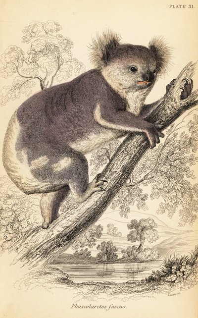Koala, Phascolarctos cinereus., 1841 (rytina) od Georges Robert Waterhouse