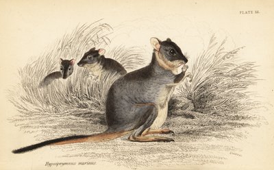 Dlouhonohý potoroo, Potorous longipes. Zranitelný., 1841 (rytina) od Georges Robert Waterhouse
