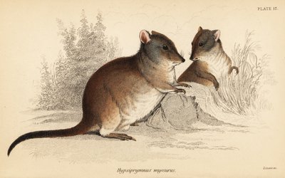 Potoroo s dlouhým nosem, Potorous tridactylus tridactylus., 1841 (rytina) od Georges Robert Waterhouse