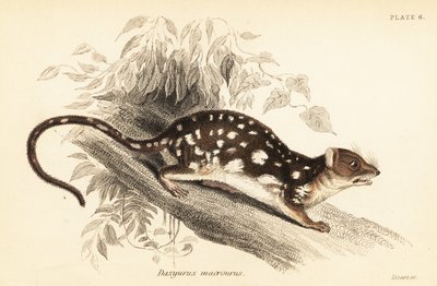 Tiger quoll, Dasyurus maculatus., 1841 (rytina) od Georges Robert Waterhouse