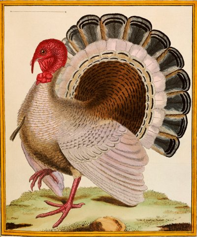 Turecko, z "Histoire Nouvelles des Oiseaux", 1771-86 od Georges de Buffon
