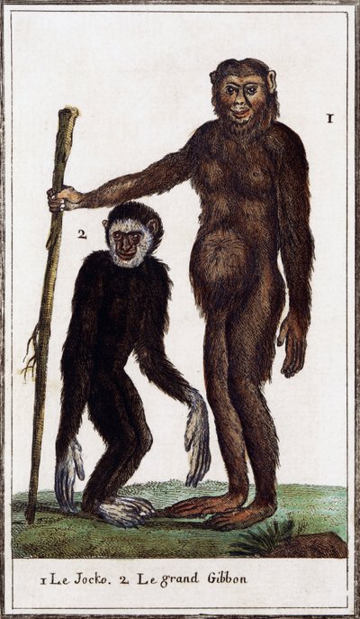 Jocko, šimpanz nebo gibon, ilustrace z Histoire naturelle, Georges-Louis Leclerc hrabě z Buffonu (1707-1788), akvarel rytina od Georges de Buffon